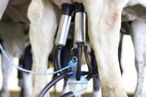 Автоматическое снятие доильных аппаратов Dairymaster