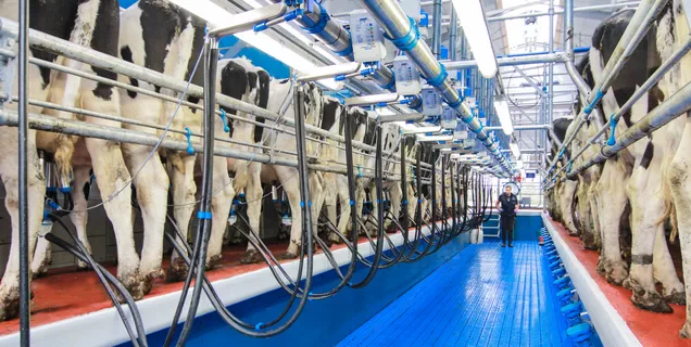 Инновации и повышенная производительность доильного зала
свинговер Dairymaster Инновационный доильный зал Dairymaster