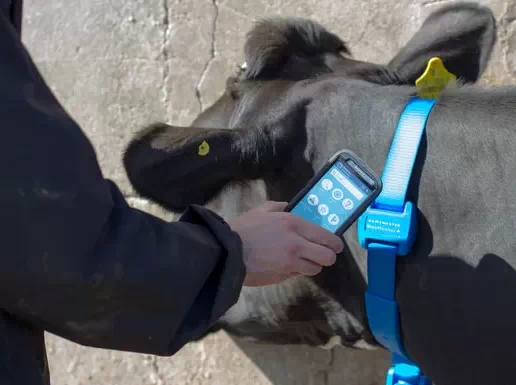 Система MooMonitor+ для мониторинга здоровья коров