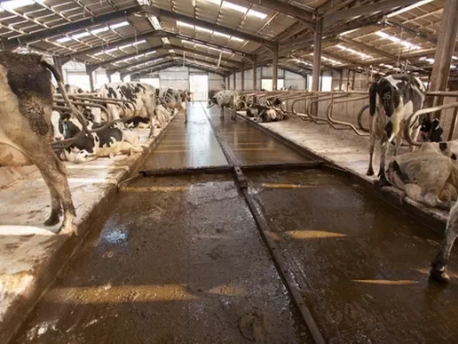 Системы навозоудаления и хранения для ферм