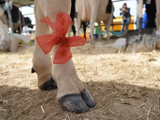 Специализированное оборудование для ухода за копытами коров