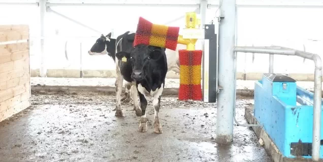 Автоматическая щетка-чесалка для коров обеспечивает здоровье и комфорт