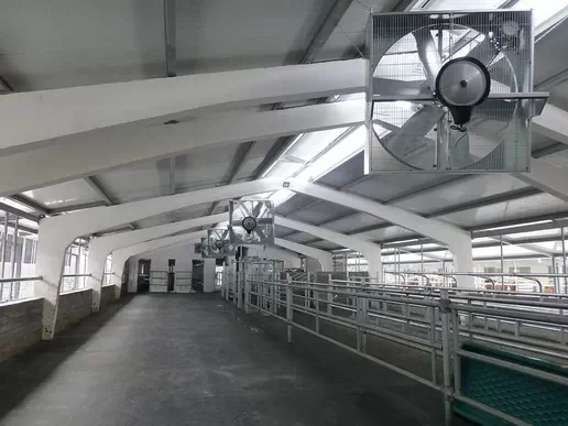 Вентиляция коровников и молочно-доильных блоков