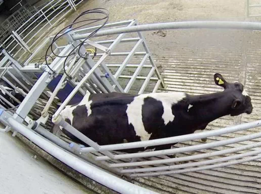 Автоматизированная система сортировки коров Dairymaster Integrated AutoDrafting