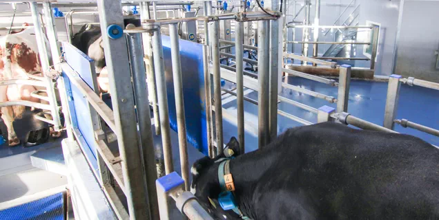 Инновационная система автоматической сортировки Dairymaster для улучшения производительности фермы Интегрированная система автоматической сортировки для коров от Dairymaster