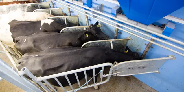 Современный доильный зал 'Ёлочка' от Dairymaster