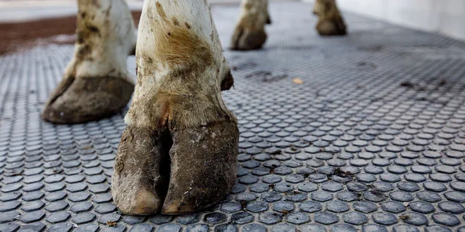 Инновационные резиновые покрытия для мясного и молочного скота от EASYFIX