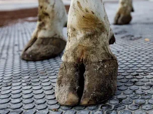 Резиновые покрытия