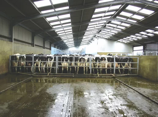 Автоматизированные подгонные ворота для ферм КРС